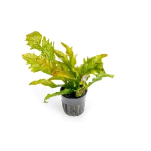 Java Fern Sunrise