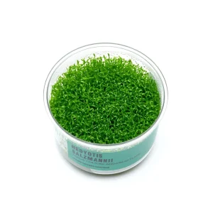 Hedyotis Salzmannii UNS Tissue Culture