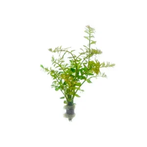 Rotala Colorata
