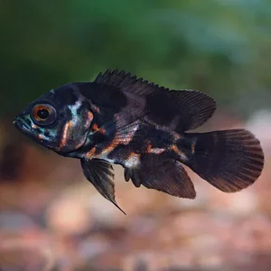 Tiger Oscar