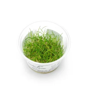 Eleocharis Belem Aquatic Farmer Tissue Culture
