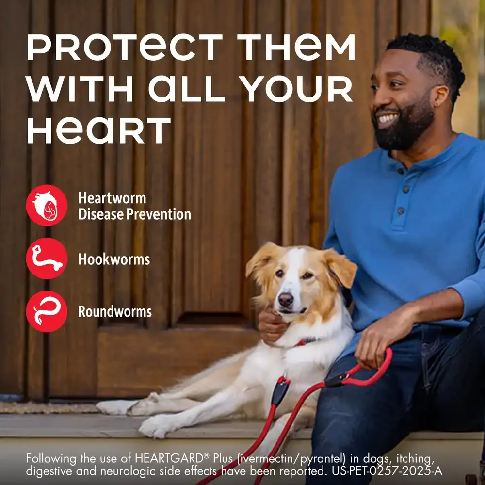 Heartgard Plus Chewables for Dogs 51-100 lbs - 6 Pack - Image 2
