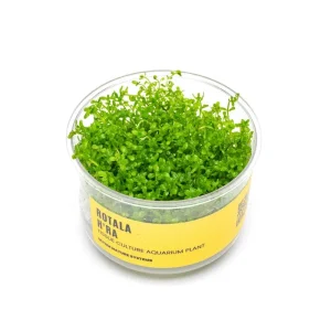 Rotala Hra UNS Tissue Culture