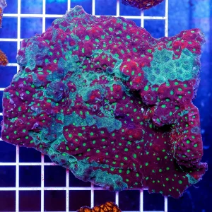 Red and Green War Coral 4.5" WYSIWYG
