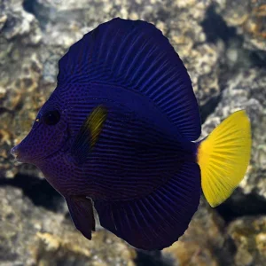 Purple Tang (Blemished)