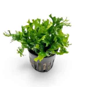 Java Fern Windelov 'Hybrid'
