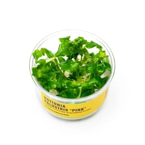 Hottonia Palustris UNS Tissue Culture