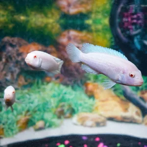 White Cichlid 3-Lot 3" WYSIWYG