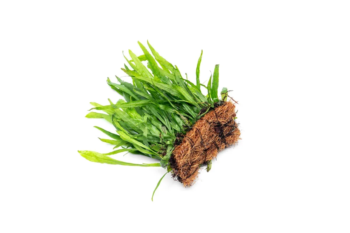 Java Fern Narrow on Coco Fiber Mat - Image 2