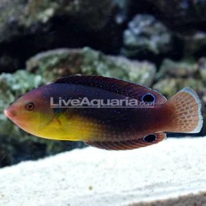 Yellowchest Twist Wrasse EXPERT ONLY