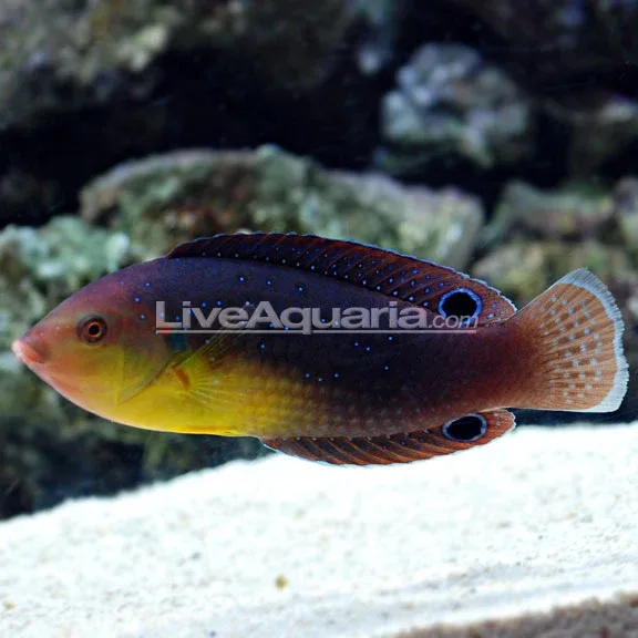 Yellowchest Twist Wrasse EXPERT ONLY