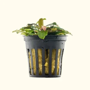 Bucephalandra Black Pearl