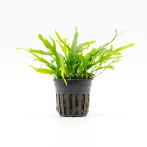 Java Fern Trident Mini
