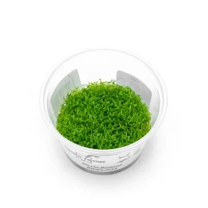 Riccia Fluitans Aquatic Farmer Tissue Culture