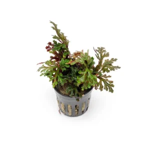 Selaginella Erythropus Ruby Red Club Moss