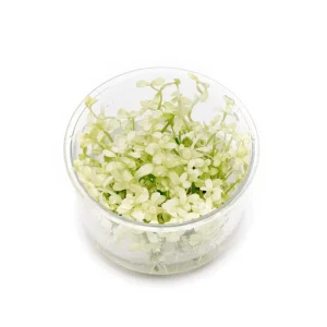 Bacopa Monnieri Platinum UNS Tissue Culture