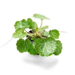 Saxifraga Stolonifera (Strawberry Begonia)