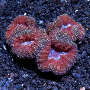 Symphyllia Brain Coral, Red