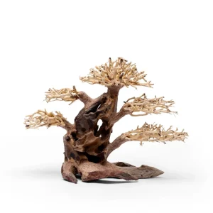 UNS Bonsai 020