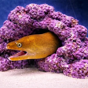 Red Sea Moray Eel - Juvenile 1"D x 24"L