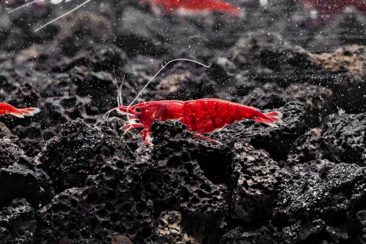 Bloody Mary Shrimp - Image 2
