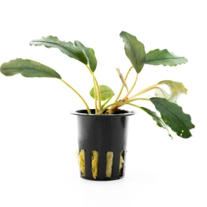 Bucephalandra Pearl Grey