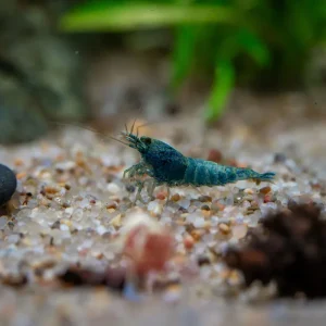 Blue Bolt Extreme Shrimp