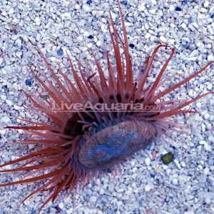 Flying Scallop EXPERT ONLY