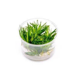 Eriocaulon Cinereum UNS Tissue Culture