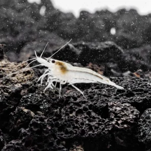 Snow Ball Shrimp