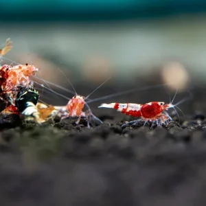 Caridina Culls