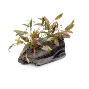 Cryptocoryne Mioya on Driftwood