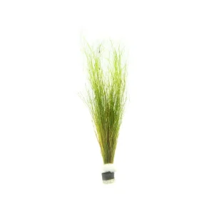 Umbrella Hair Grass (Eleocharis Vivipara)