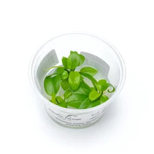 Anubias Nana Golden Aquatic Farmer Tissue Culture