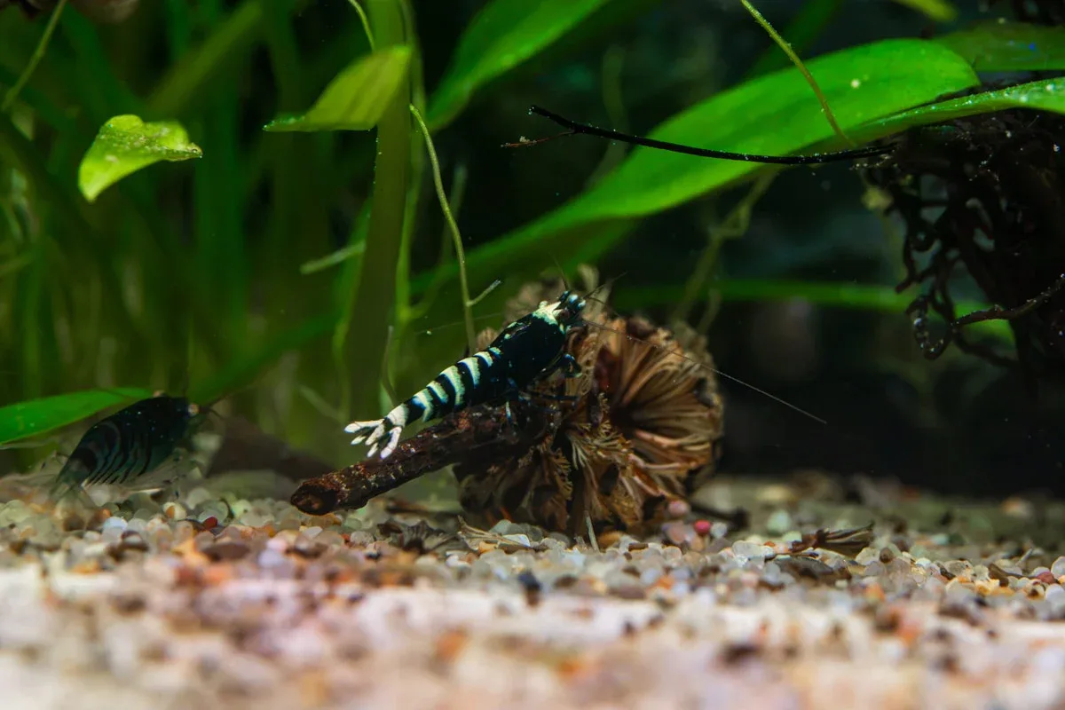 Purple King Kong Shrimp - Image 2