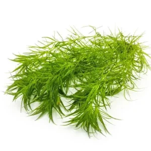 Najas Indica