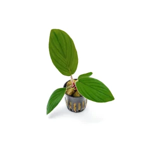 Homalomena Jambi