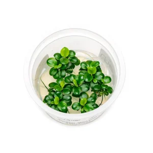 Anubias Mini Coin Aquatic Farmer Tissue Culture