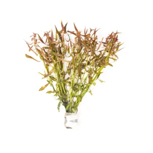Ludwigia Brevipes