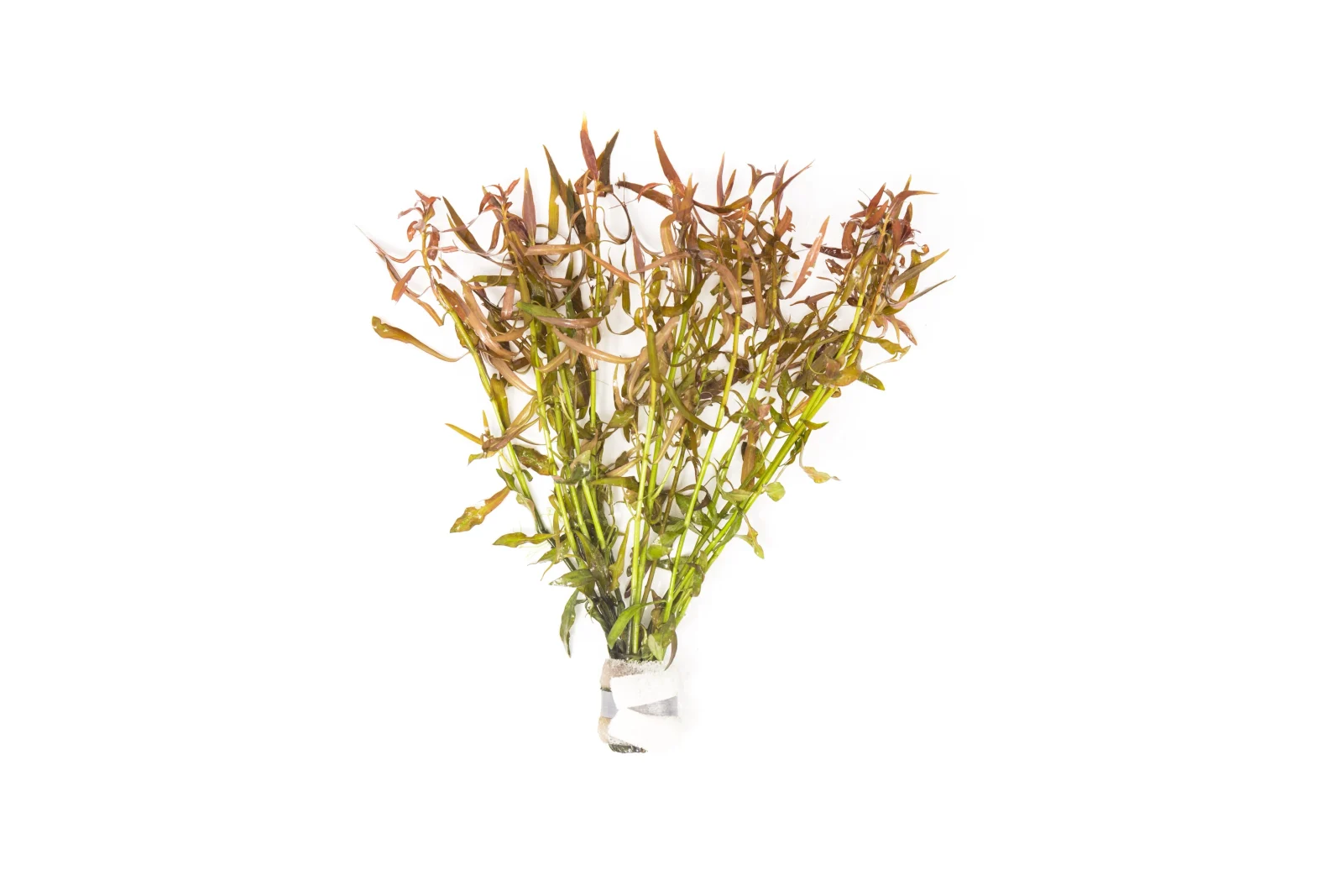 Ludwigia Brevipes
