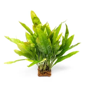 Java Fern on Coco Fiber Mat