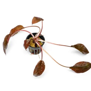 Cryptocoryne Striolata