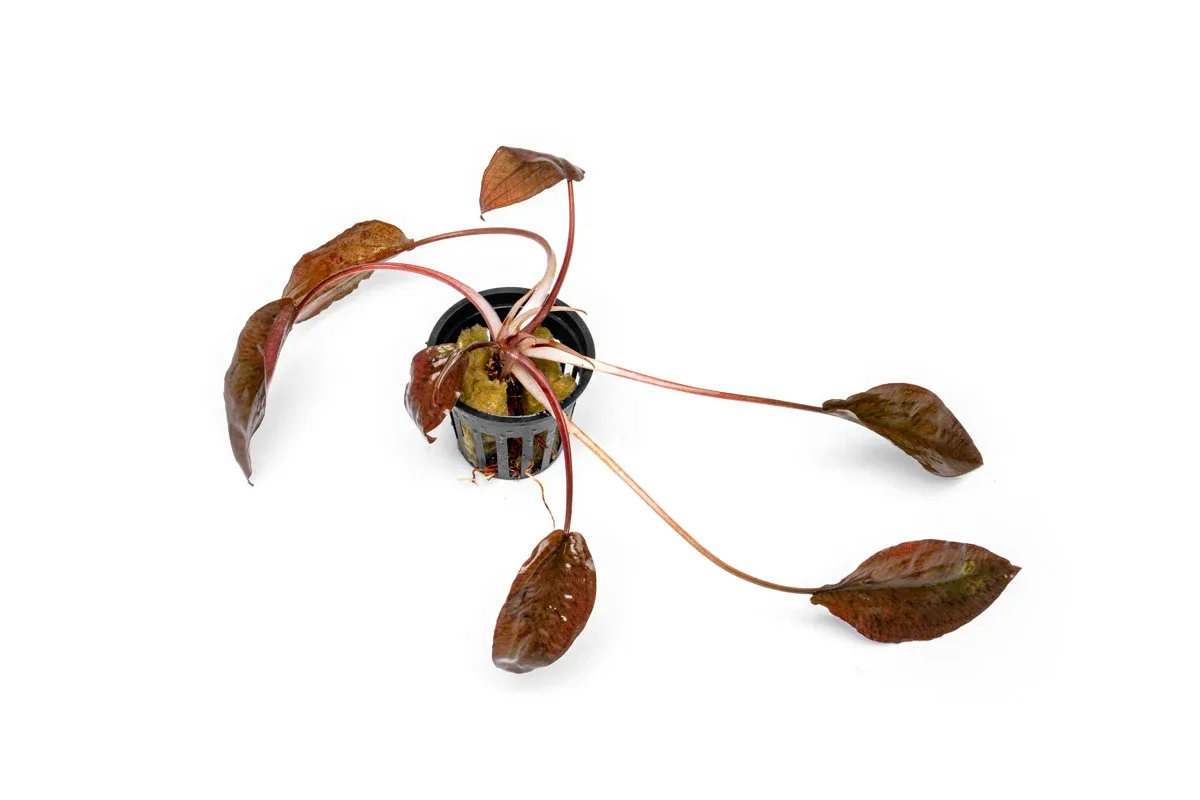 Cryptocoryne Striolata