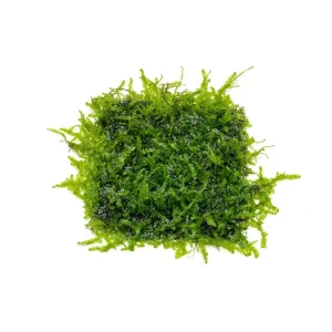 Anchor Moss on Stainless Steel