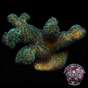Butternut Stylophora Coral