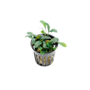 Bucephalandra Red Blade Pot