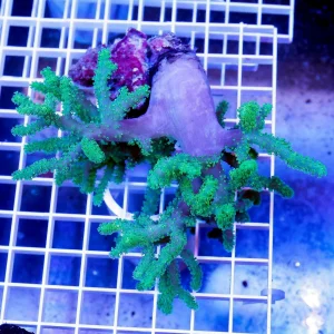 Green Spaghetti Finger Leather Coral 4" WYSIWYG