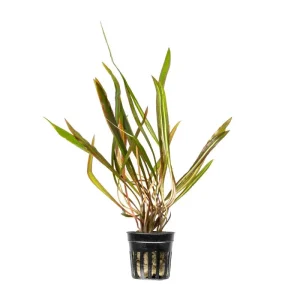 Cryptocoryne Spiralis Red
