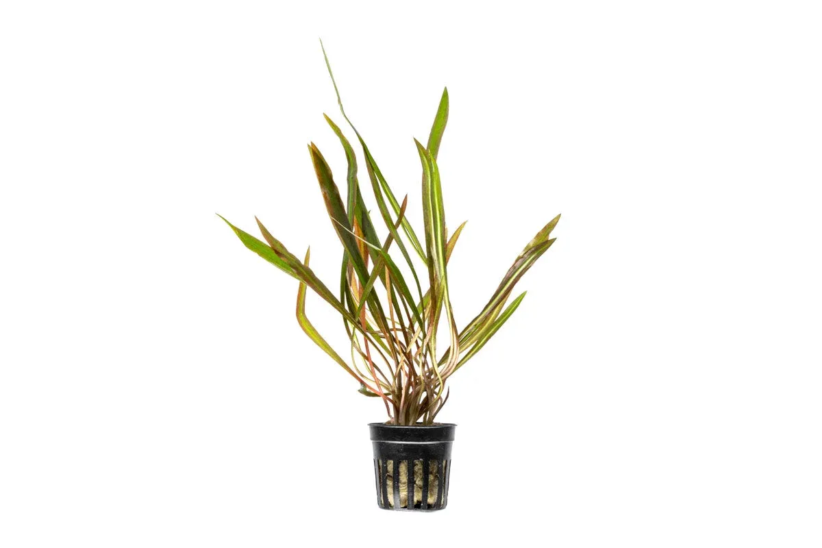 Cryptocoryne Spiralis Red