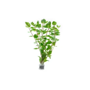 Rotala Macrandra